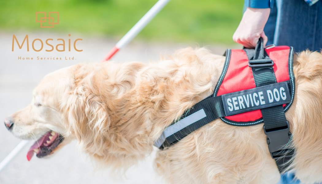 April 2022 Charity of the Month: Aspen Service Dogs