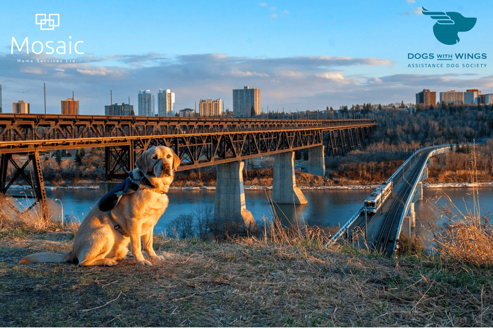 July 2023 Charity of the Month: Dogs With Wings